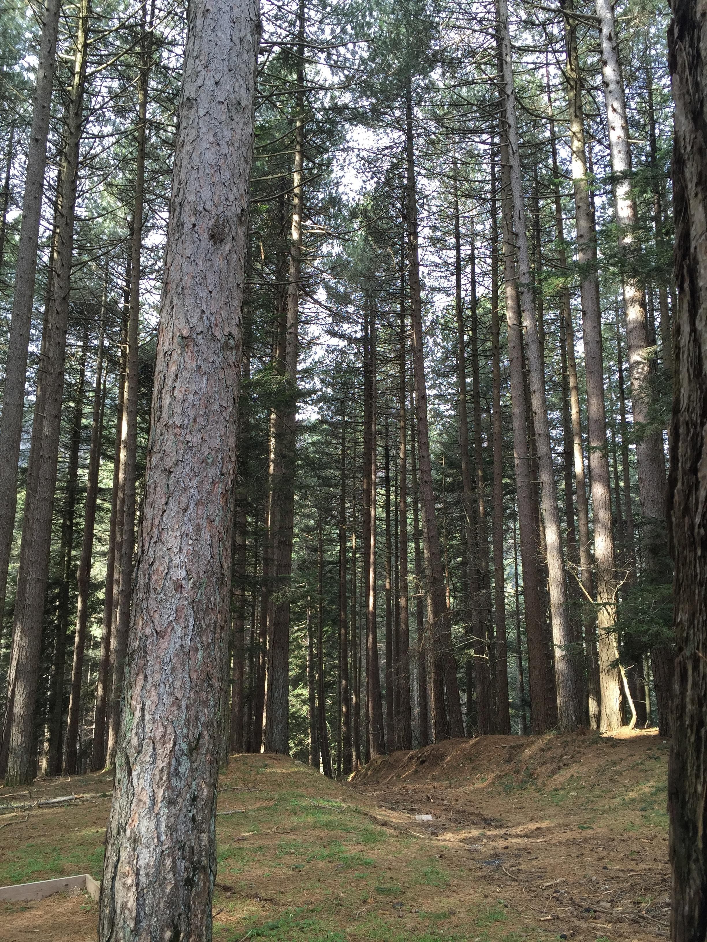 Casellone Forestale - Faggeta Storica