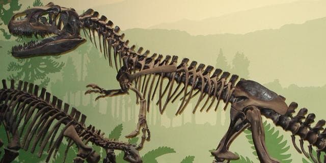 Museo di Paleontologia
